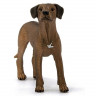 Фигурка Schleich Родезийский риджбек